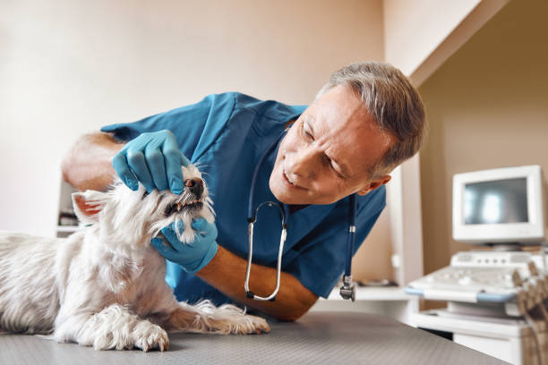 Best Pediatric Emergency Dentist in Essex, MD